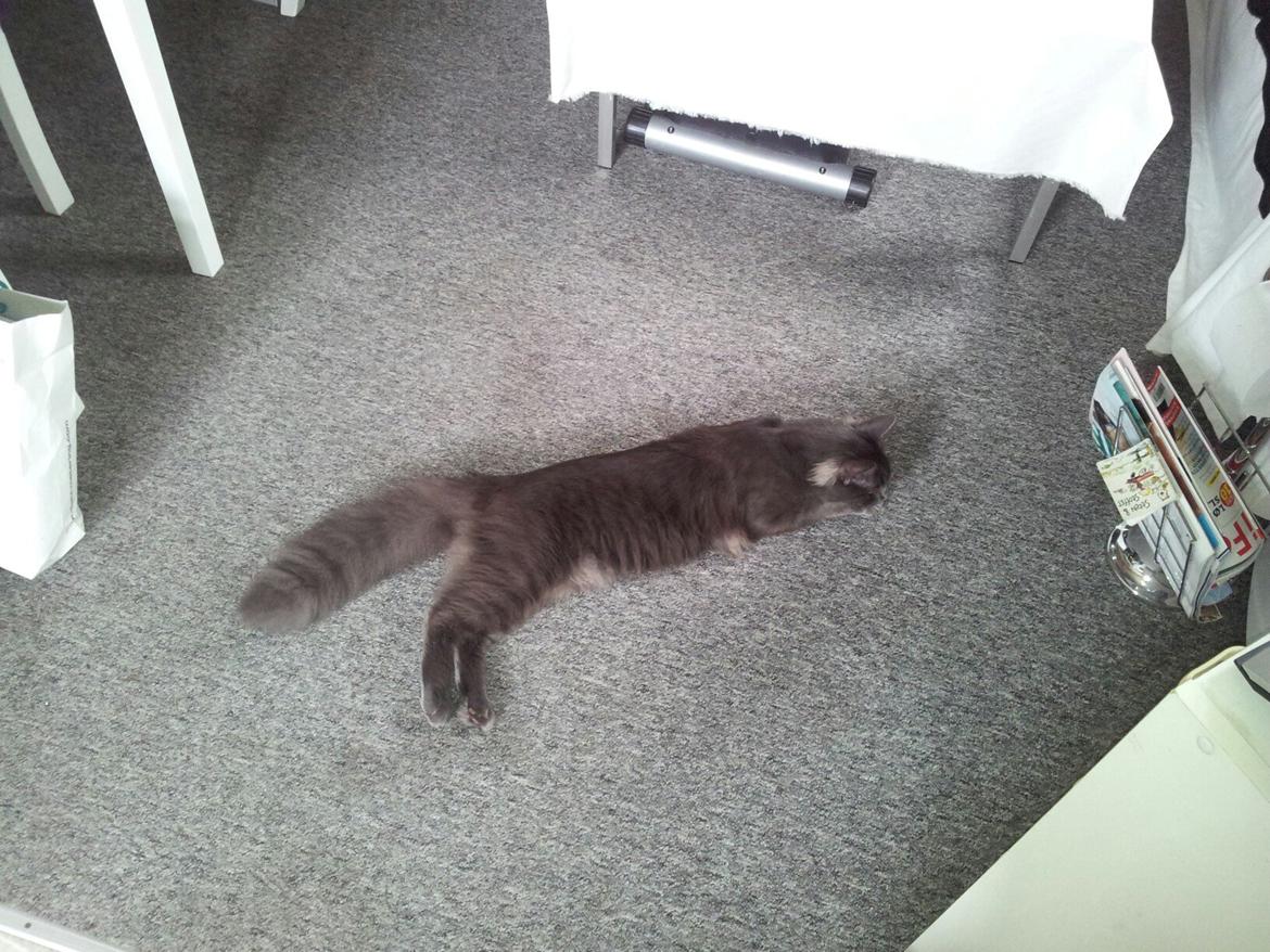 Blanding af racer O'Malley billede 8