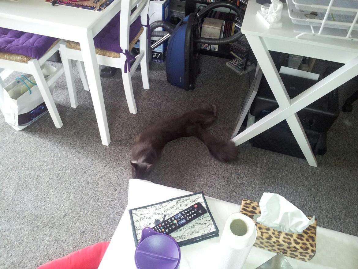 Blanding af racer O'Malley billede 9