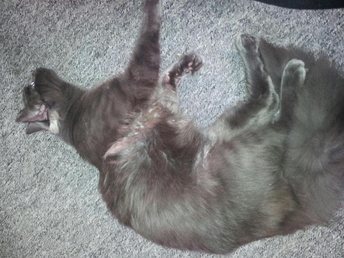 Blanding af racer O'Malley billede 10