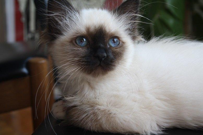 Hellig Birma Missy billede 3