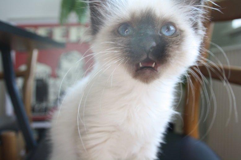 Hellig Birma Missy billede 1