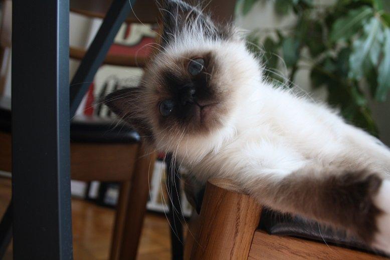 Hellig Birma Missy billede 5