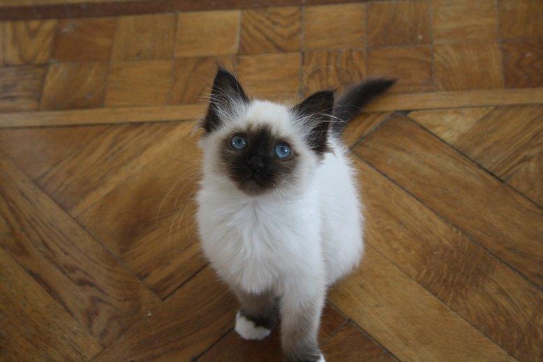 Hellig Birma Missy billede 4