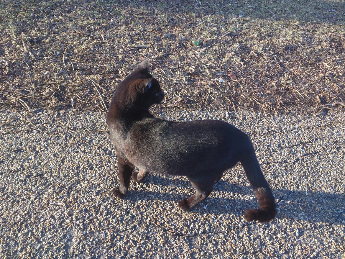 Blanding af racer Mowgli billede 19