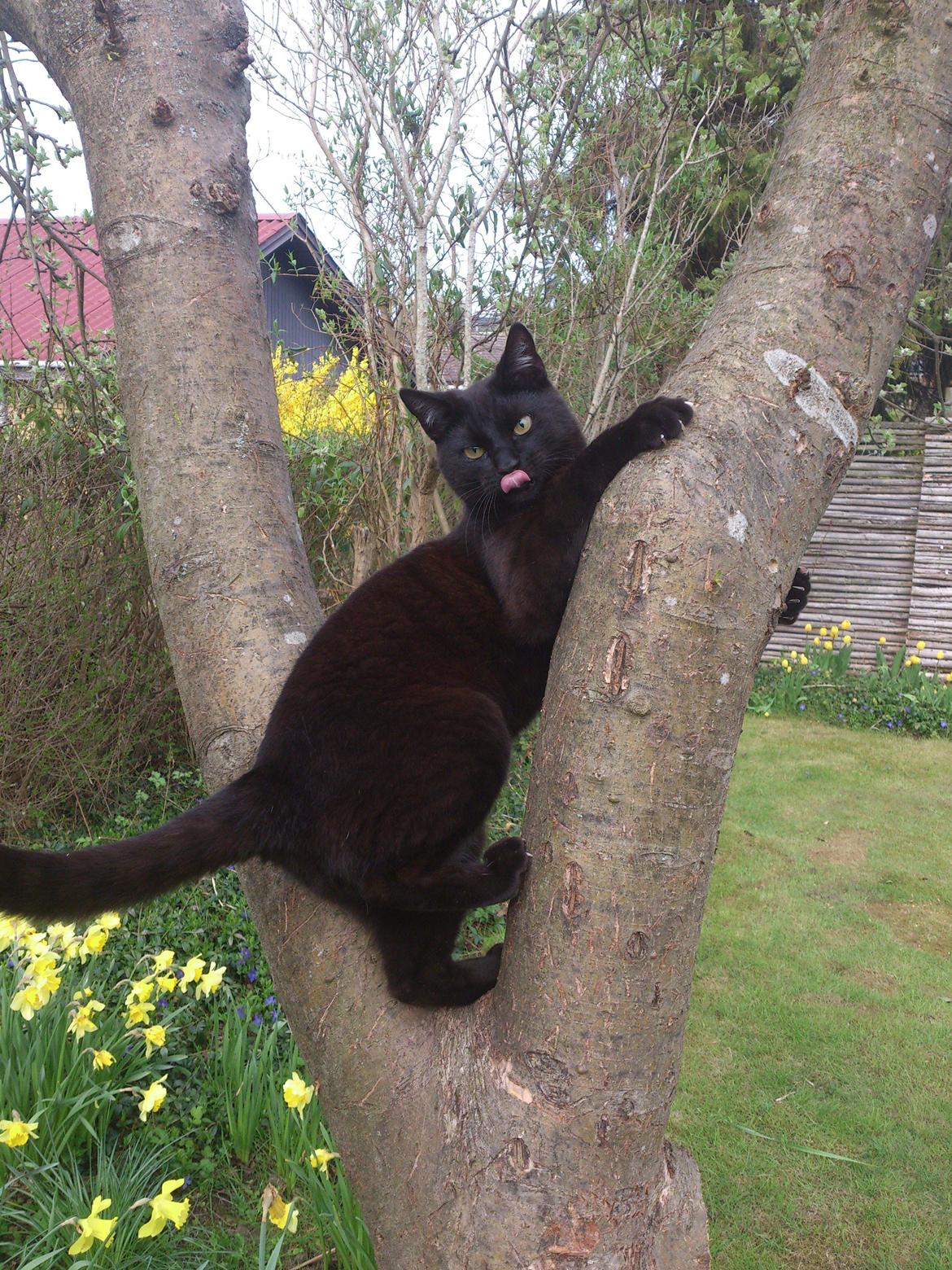 Blanding af racer Mowgli billede 1