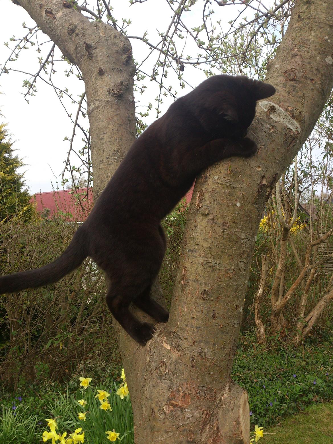 Blanding af racer Mowgli billede 20