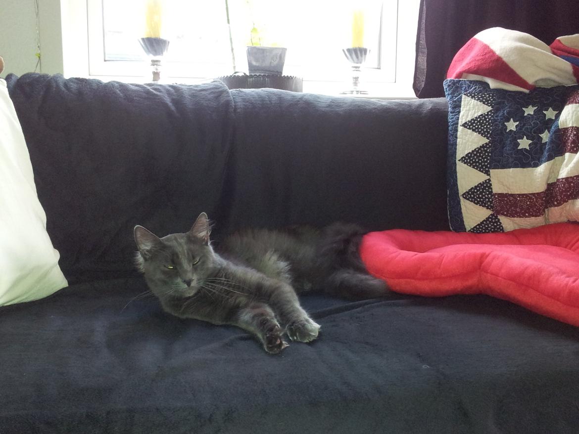 Blanding af racer O'Malley billede 11