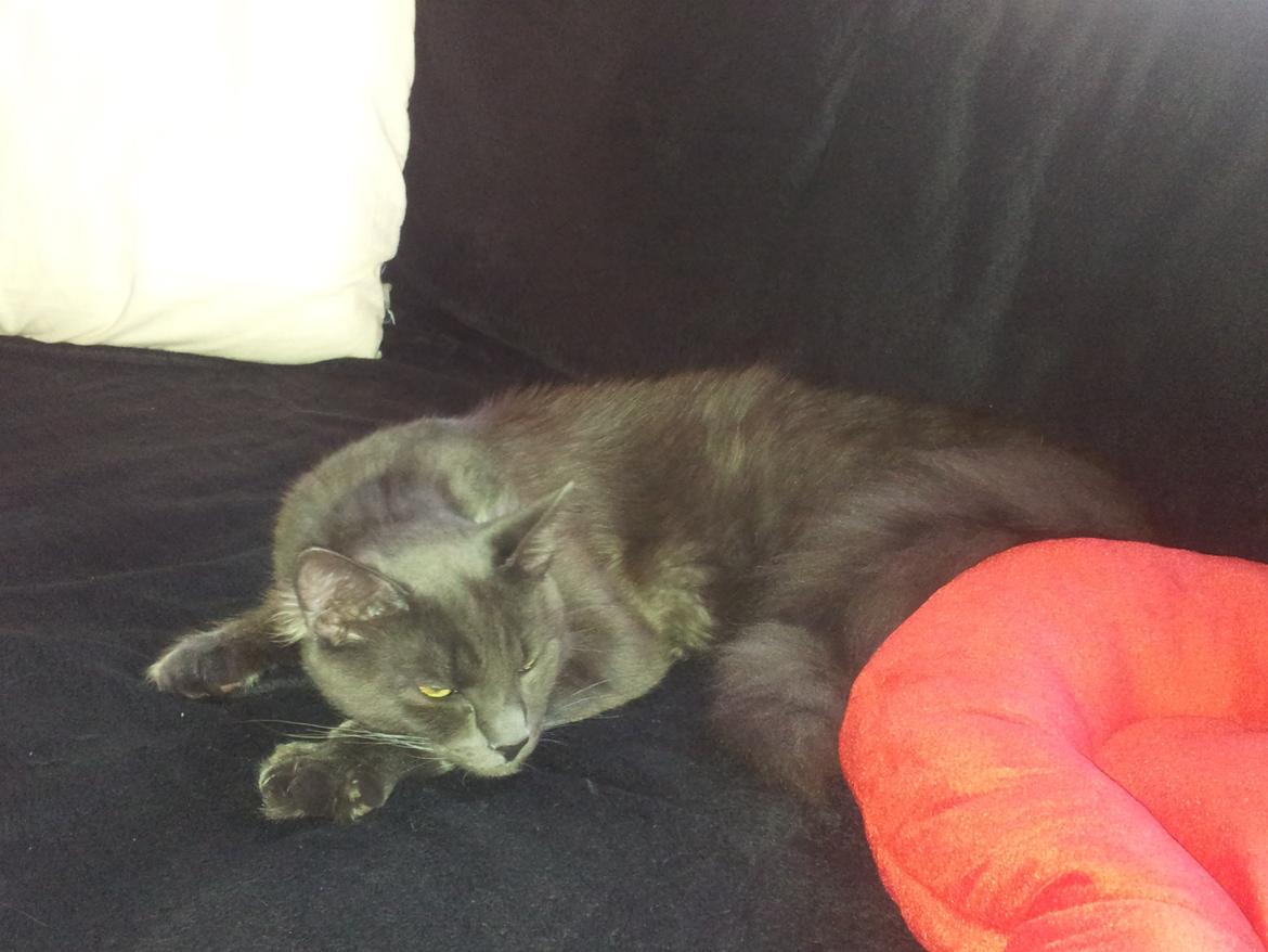 Blanding af racer O'Malley billede 12