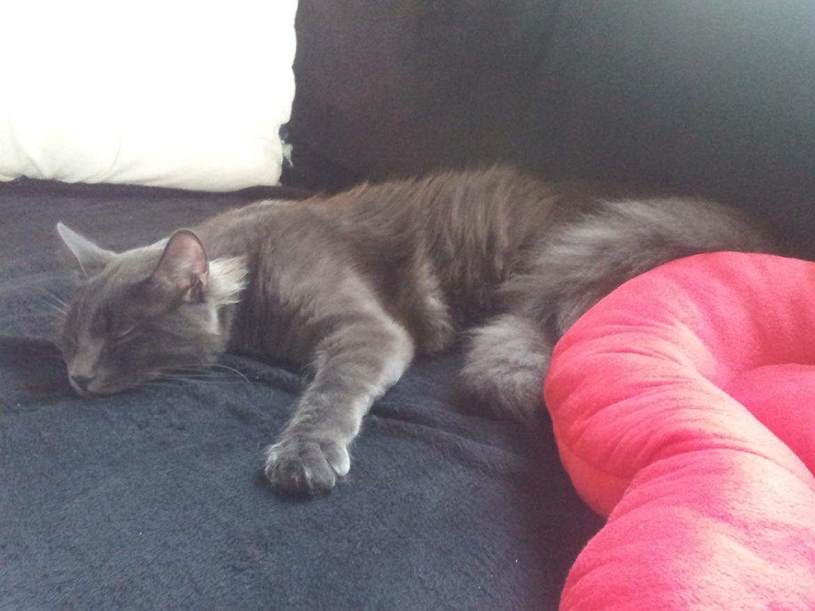 Blanding af racer O'Malley billede 13