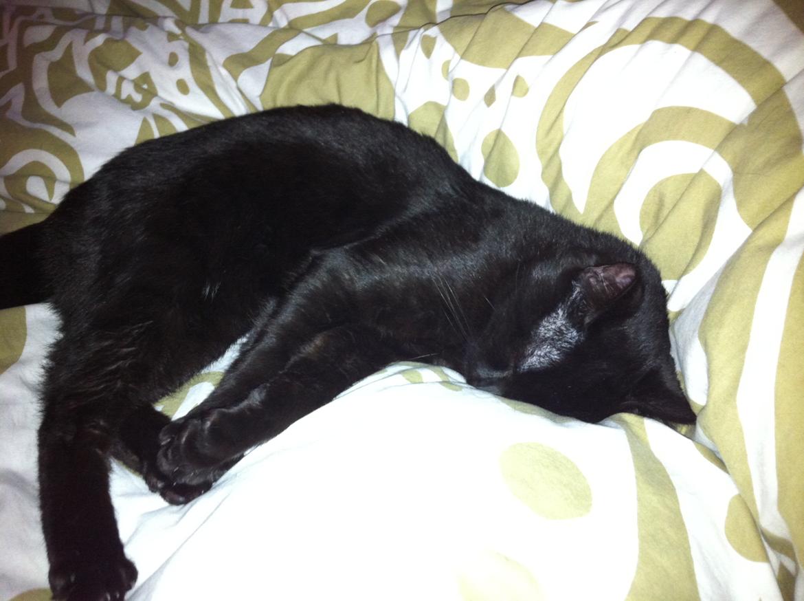 Huskat Elvis billede 1