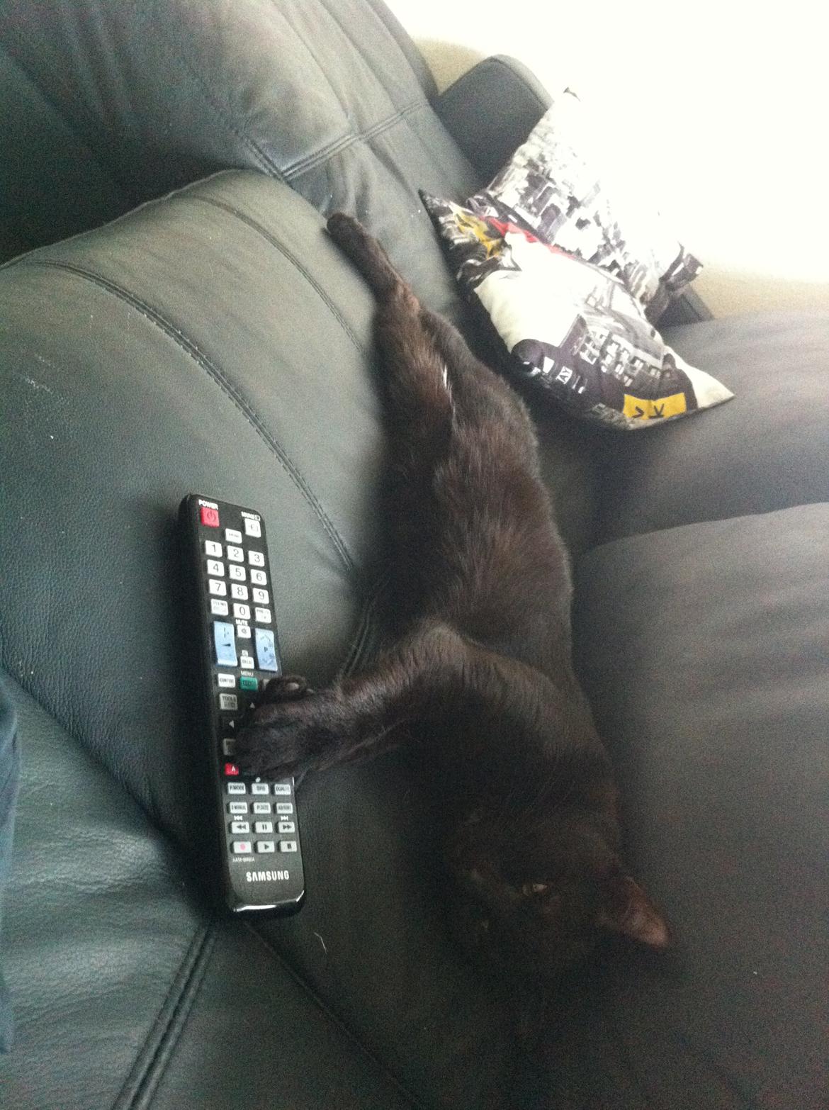 Huskat Elvis billede 2