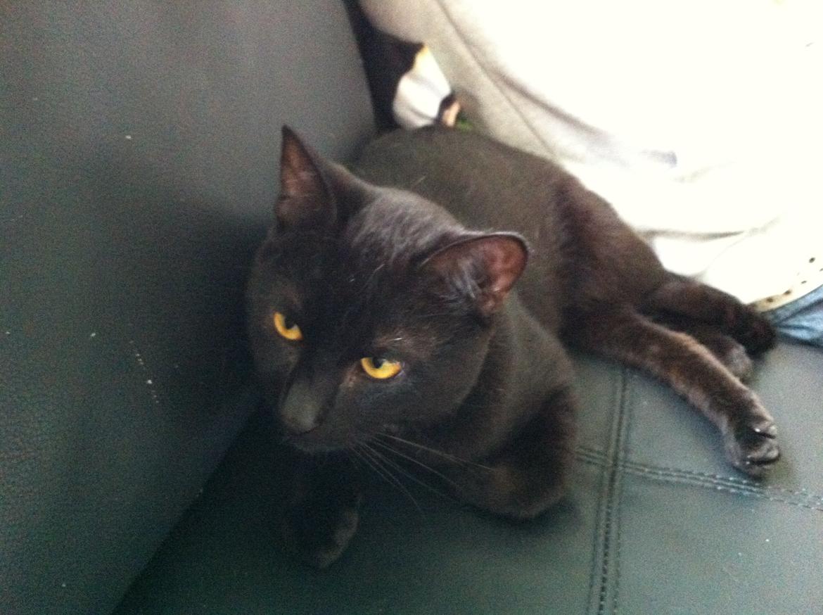 Huskat Elvis billede 3