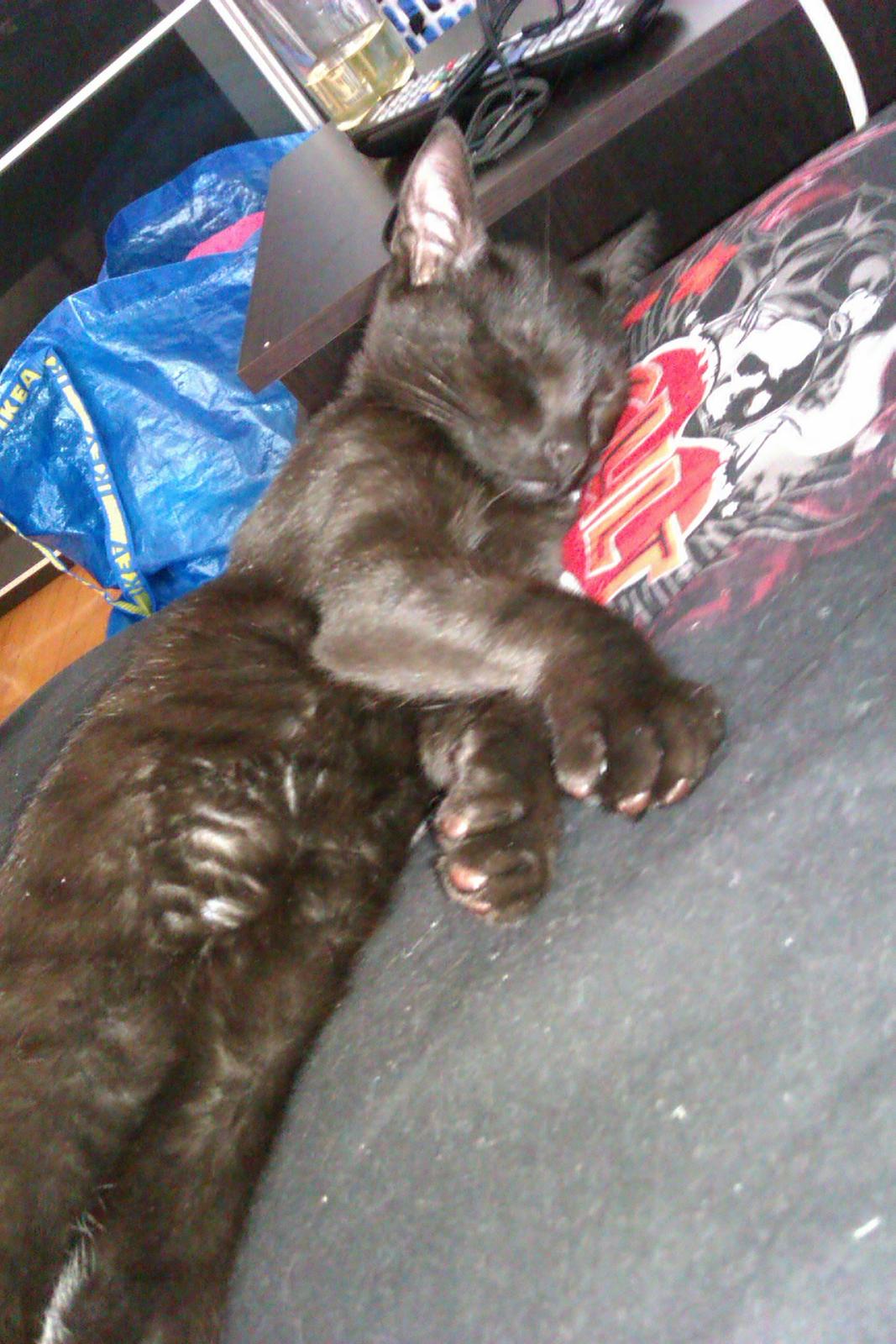 Huskat Elvis billede 4