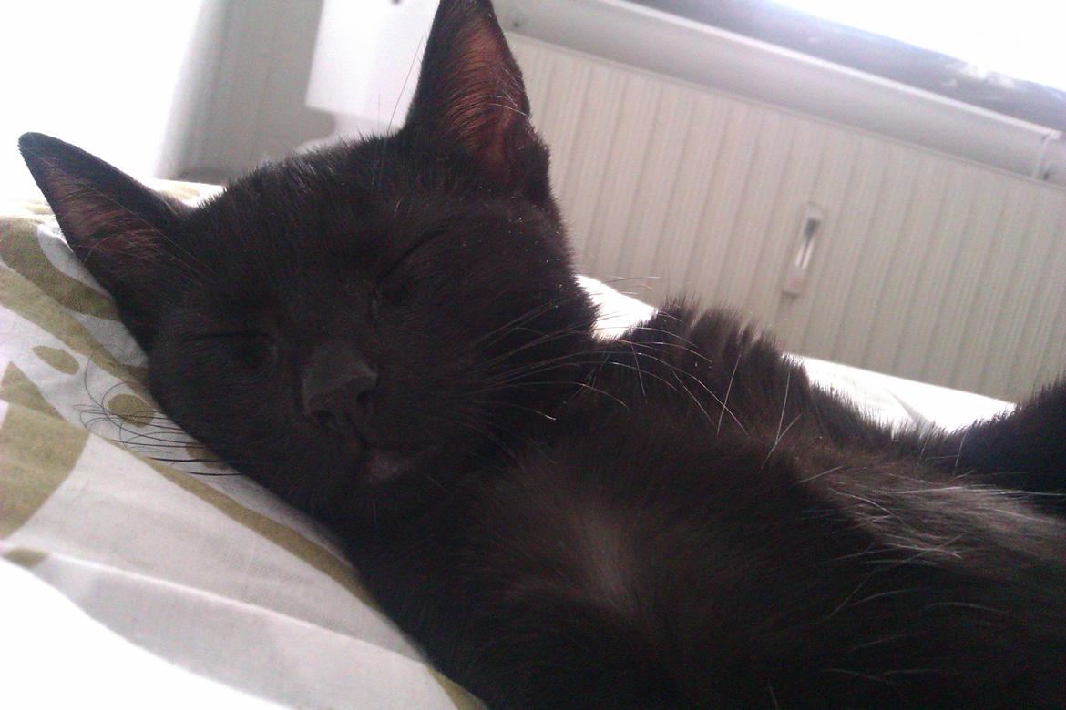 Huskat Elvis billede 5