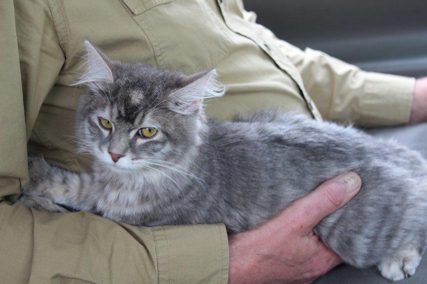 Kurilean Bobtail Stella - IC. Stella Zolotaya Seredina RU billede 7