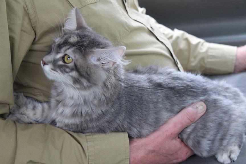 Kurilean Bobtail Stella - IC. Stella Zolotaya Seredina RU billede 8