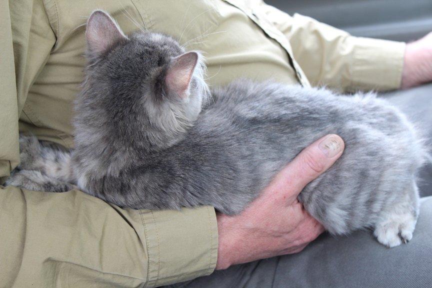 Kurilean Bobtail Stella - IC. Stella Zolotaya Seredina RU billede 9