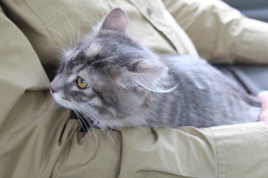 Kurilean Bobtail Stella - IC. Stella Zolotaya Seredina RU billede 10