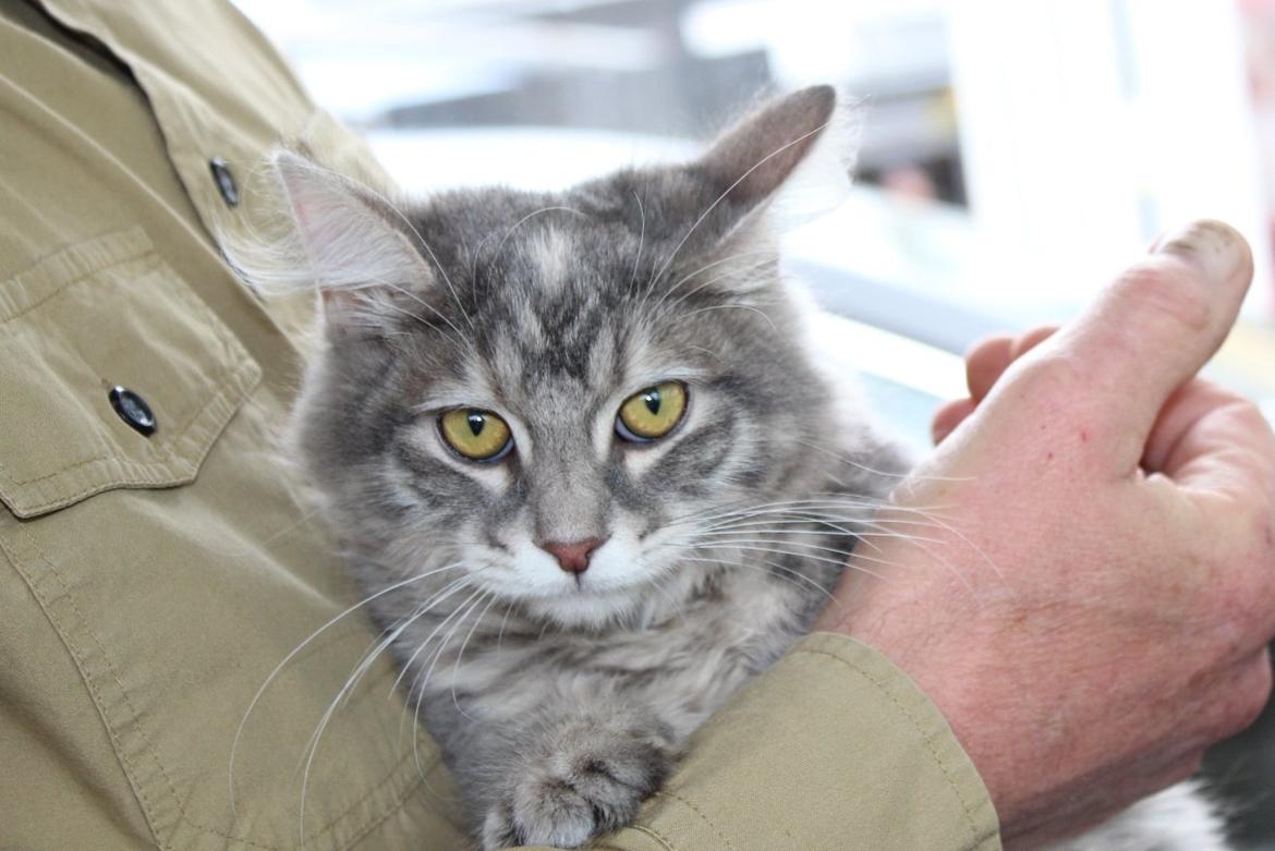 Kurilean Bobtail Stella - IC. Stella Zolotaya Seredina RU billede 11