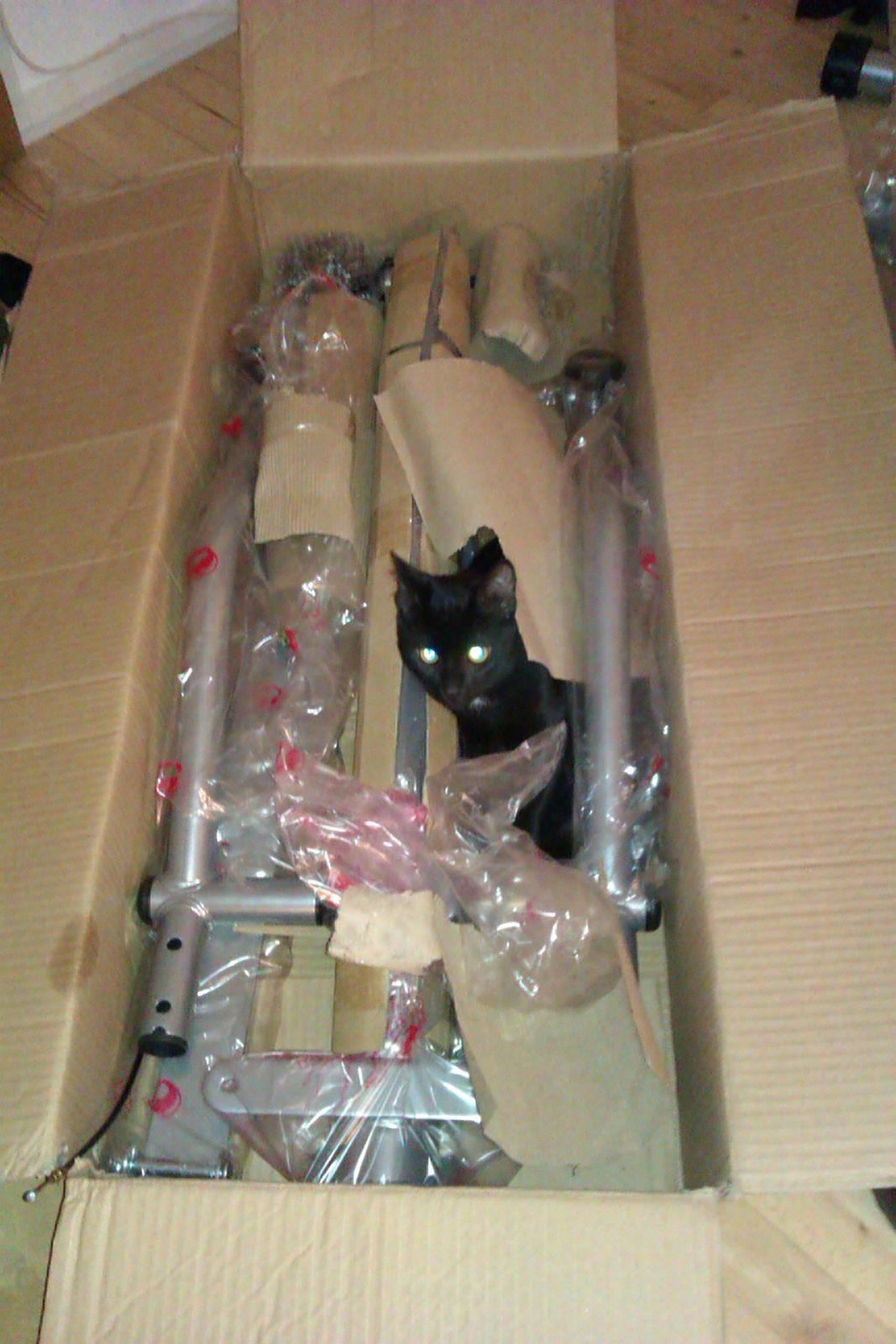 Huskat Elvis billede 8