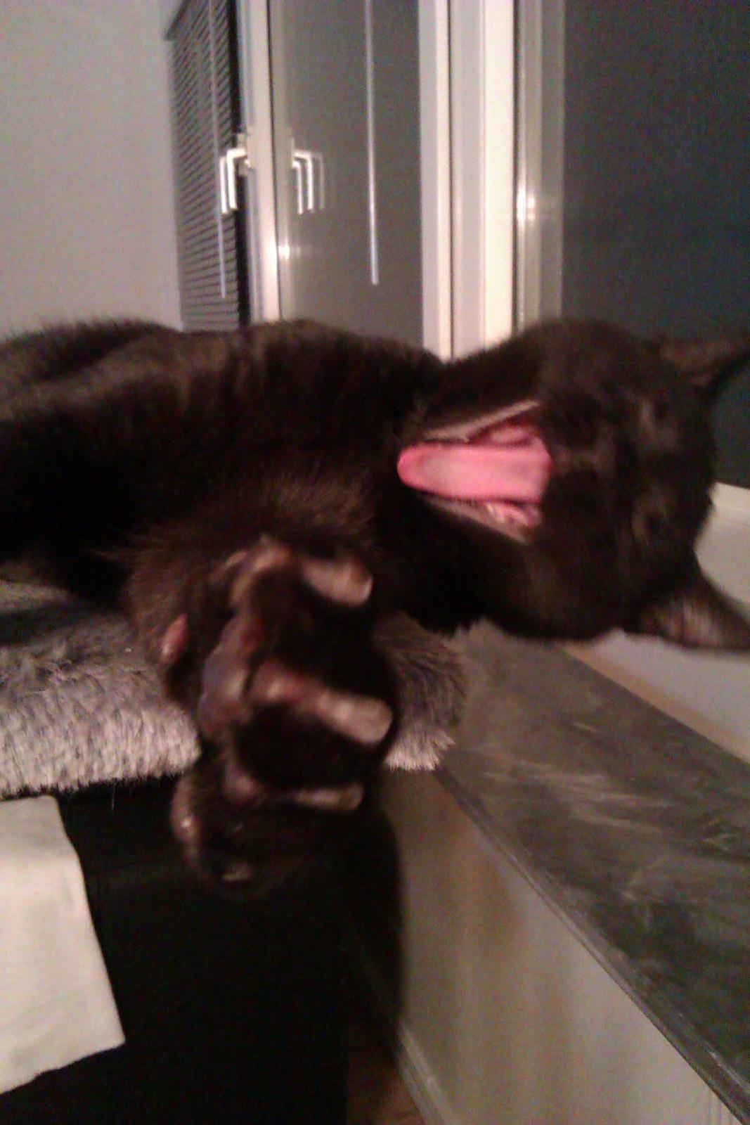 Huskat Elvis billede 9