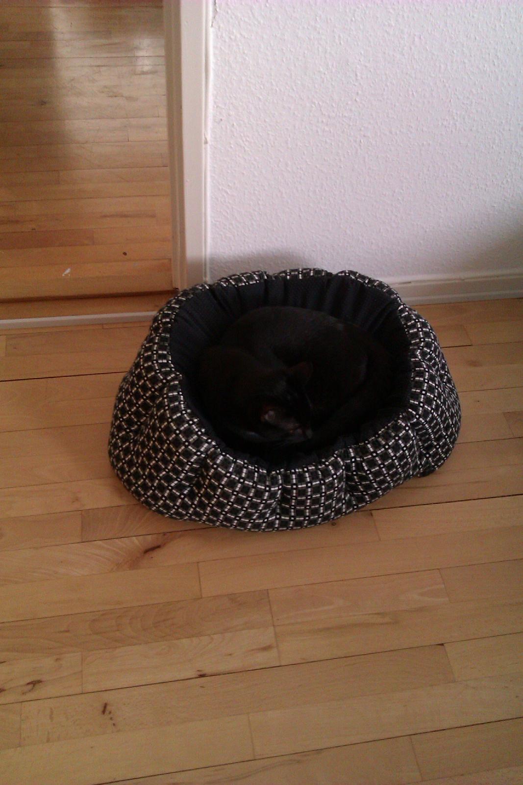 Huskat Elvis billede 10