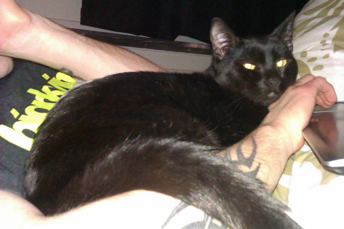 Huskat Elvis billede 11