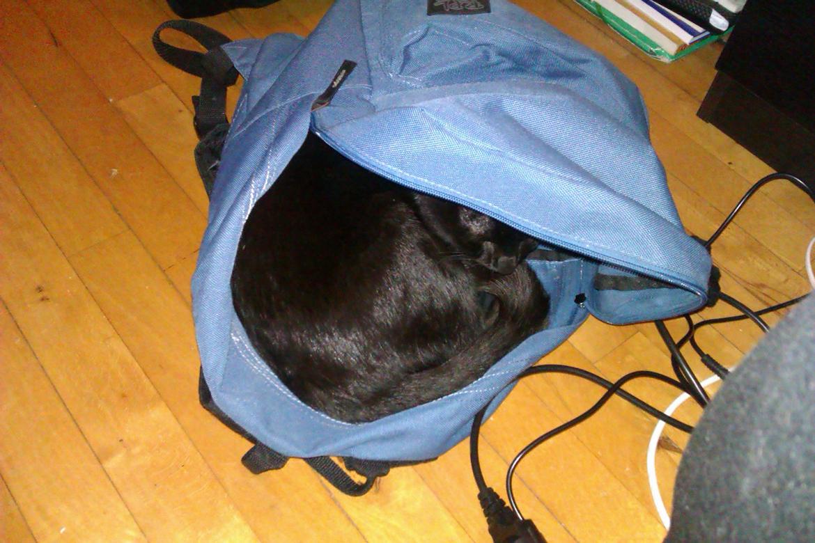 Huskat Elvis billede 12