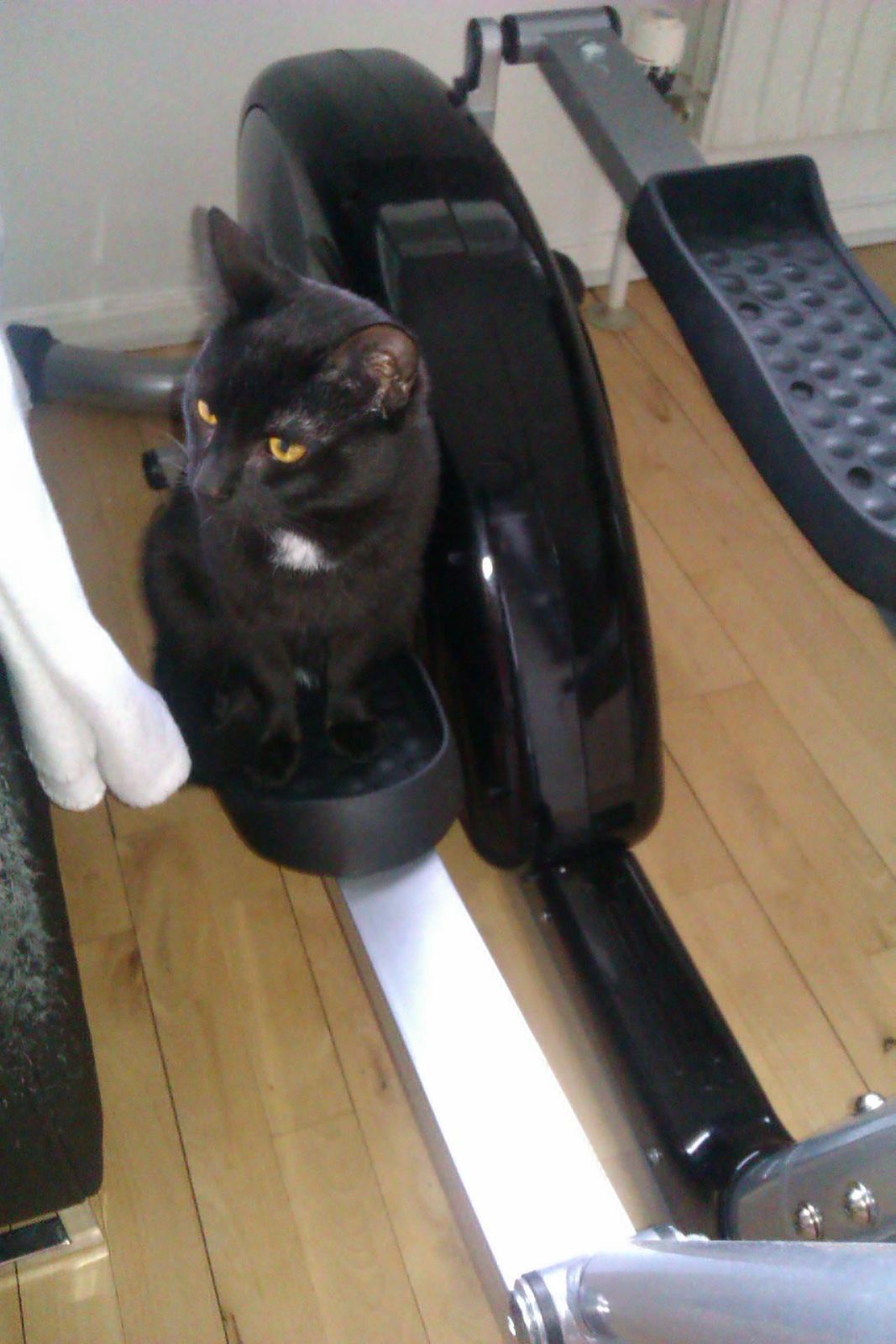 Huskat Elvis billede 13