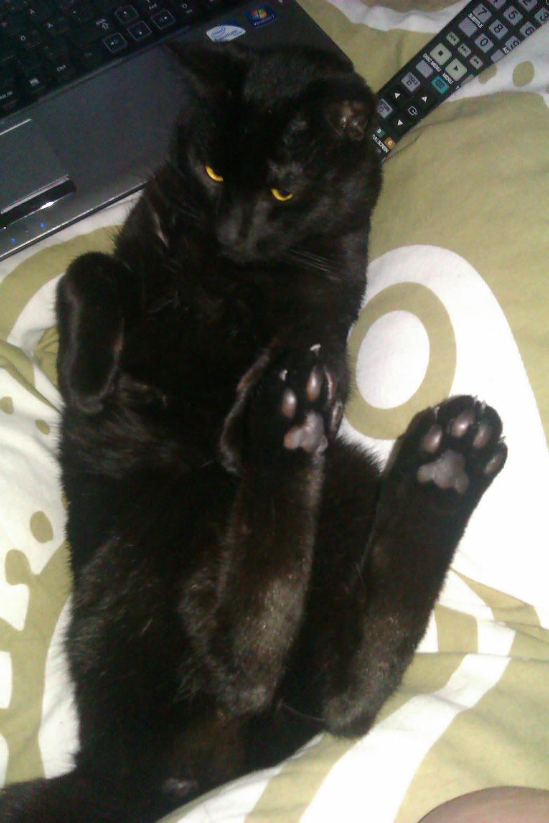 Huskat Elvis billede 14