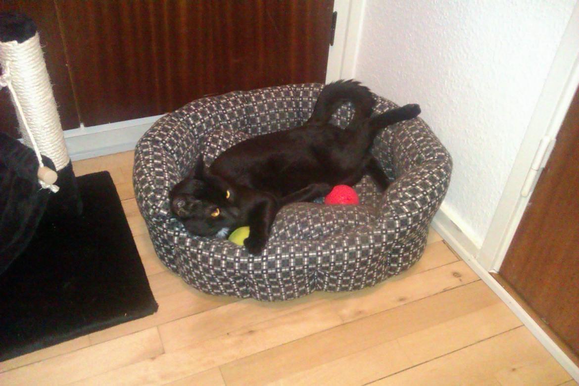 Huskat Elvis billede 15