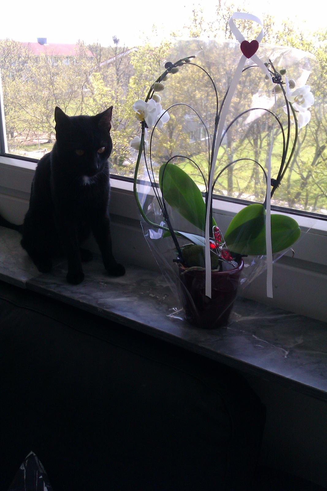 Huskat Elvis - Mors dags gave fra Elvis <3 billede 17