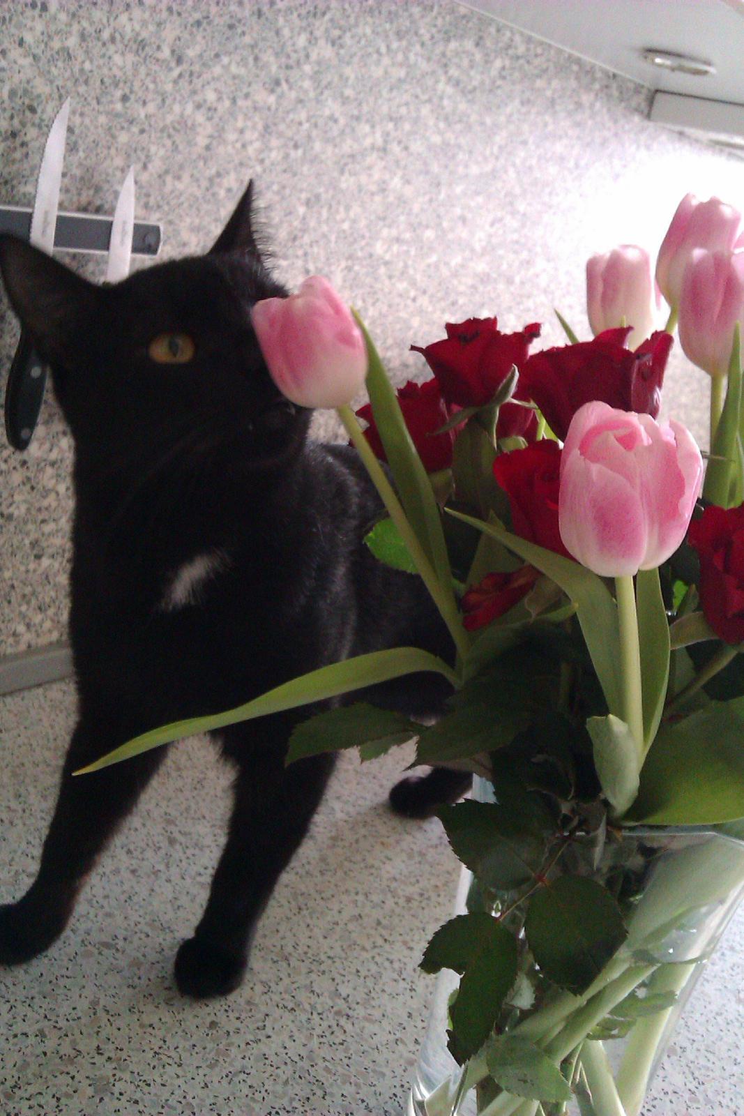 Huskat Elvis billede 18