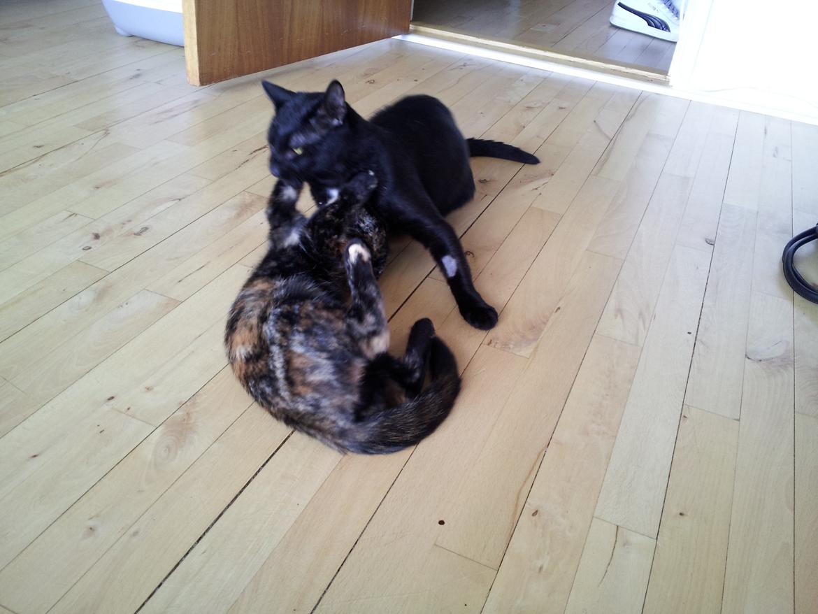 Huskat Elvis - På trods af at han lige har været ved dyrelægen og fået taget blodprøve, skal han stadig lige vise Mokai hvem der bestemmer ;-) billede 19