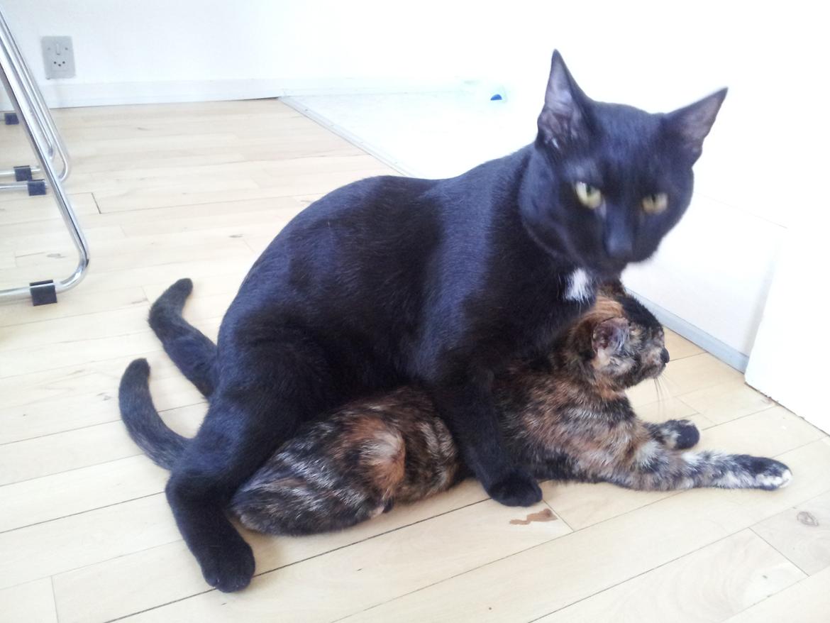 Huskat Elvis billede 20