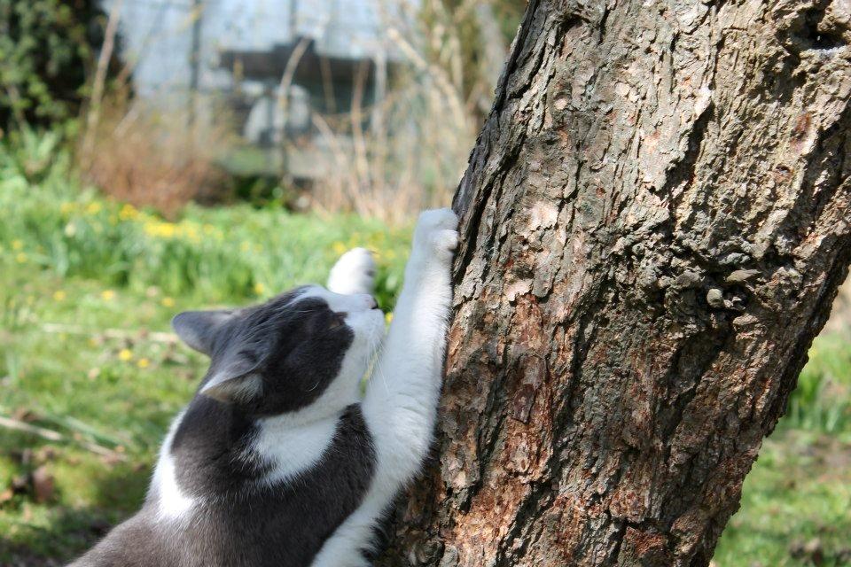 Huskat Disa billede 1