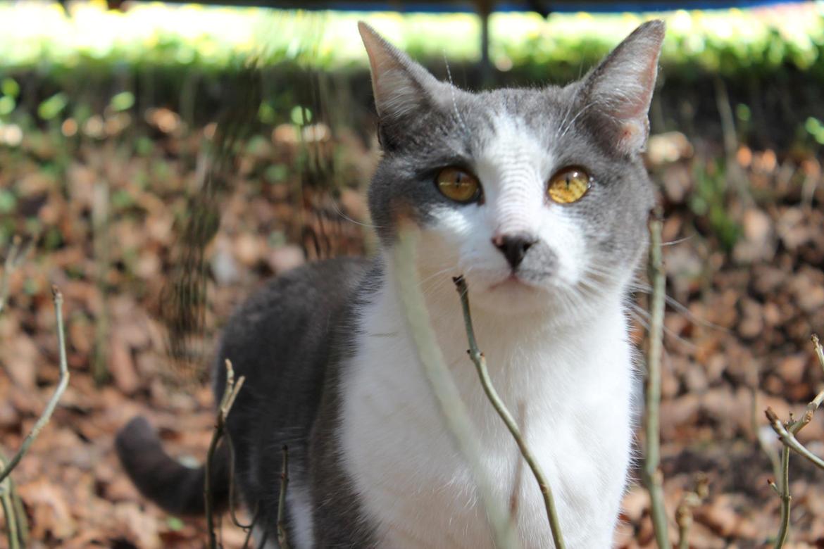 Huskat Disa billede 2