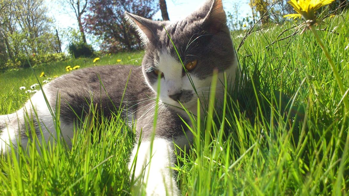 Huskat Disa billede 3