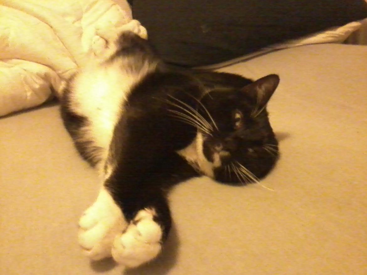 Huskat Pjevs billede 10