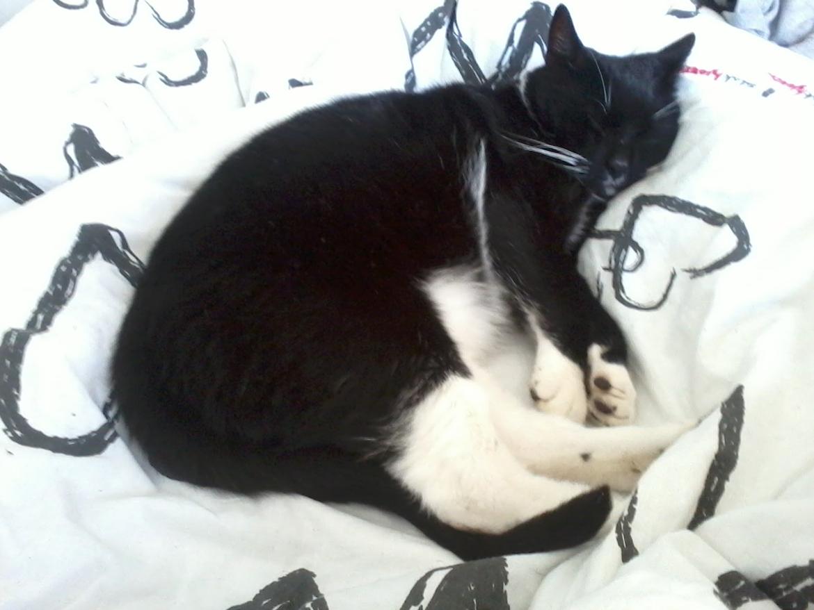 Huskat Pjevs billede 11