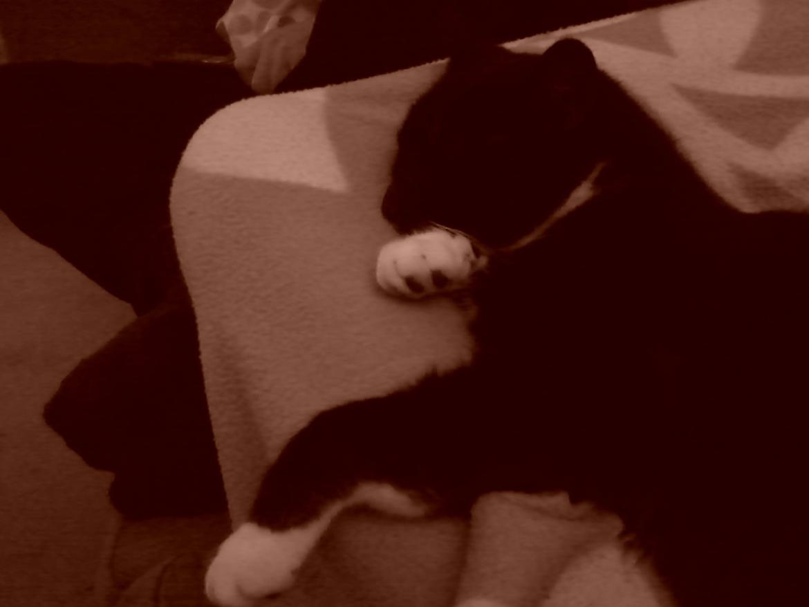 Huskat Pjevs billede 12