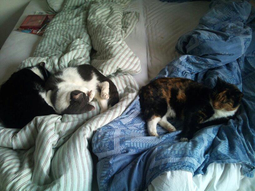 Huskat Marie billede 5