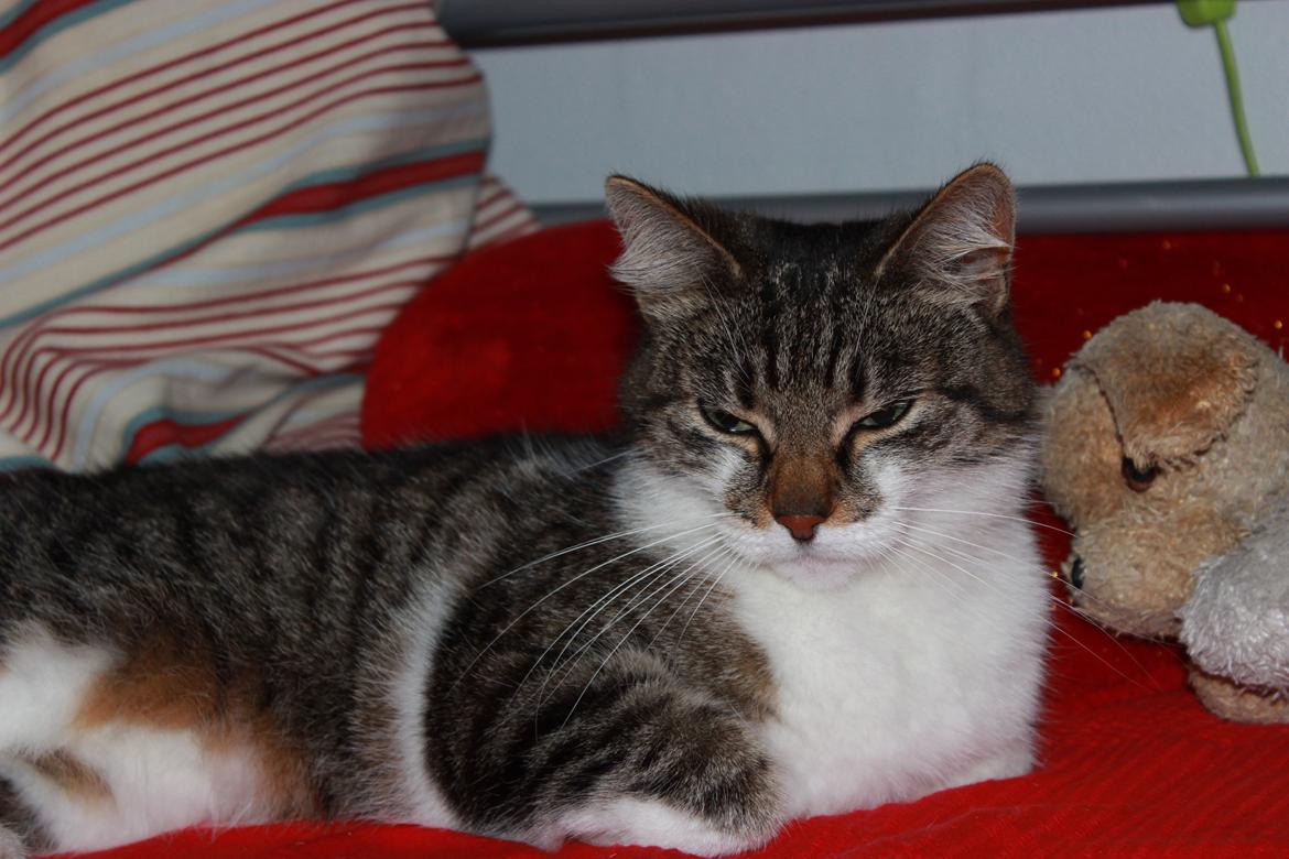 Manx ~ Frida AkA. Mis - Mis slapper af! ♥.
Sommer 2013. billede 8