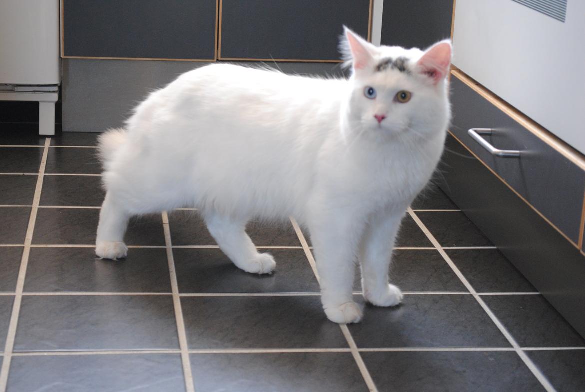 Blanding af racer Cody (Odd Eyed) billede 1