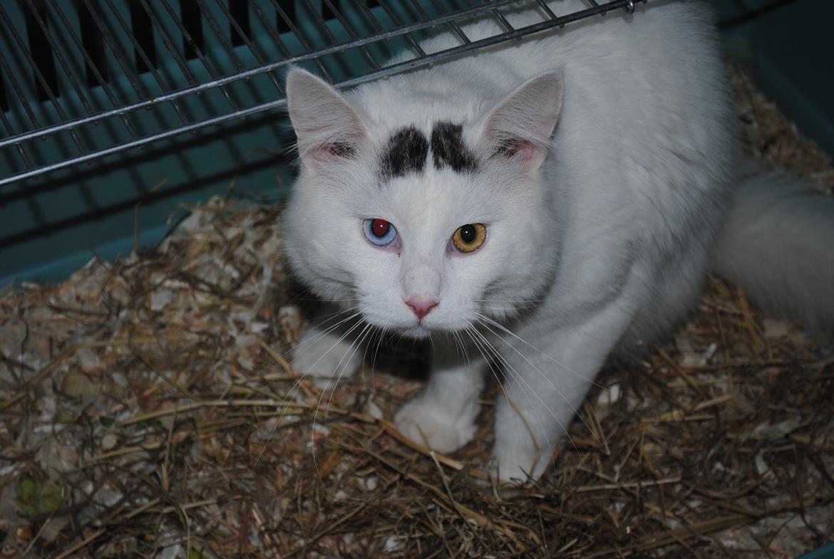 Blanding af racer Cody (Odd Eyed) billede 2