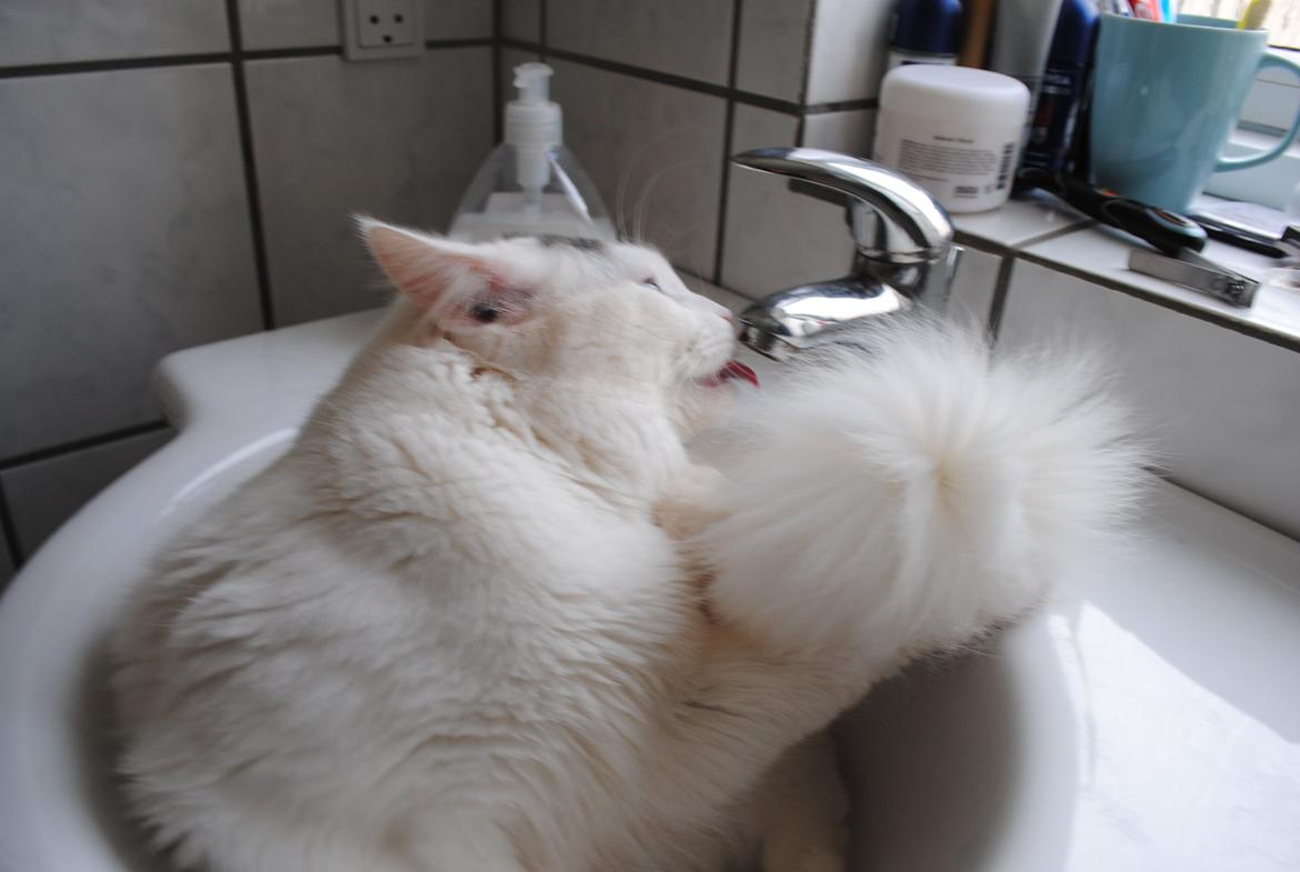 Blanding af racer Cody (Odd Eyed) - det er meget sjovere og drikke fra en vandhane  billede 3