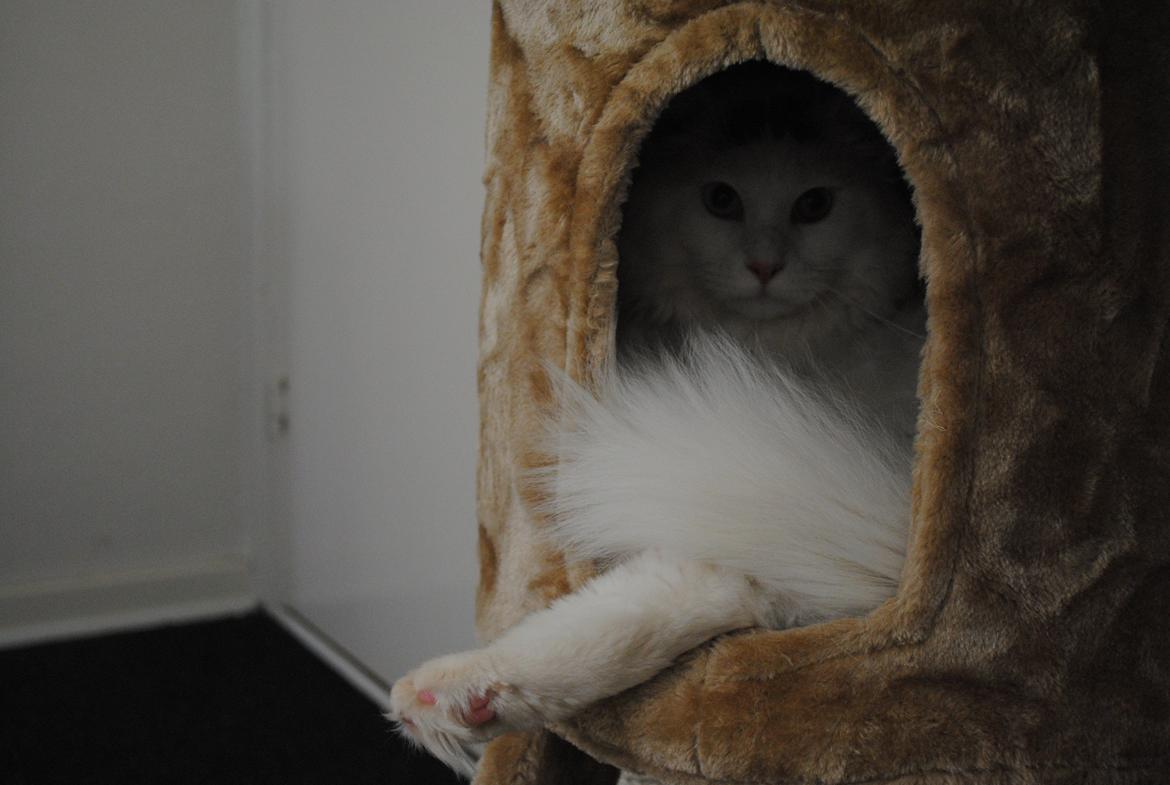 Blanding af racer Cody (Odd Eyed) billede 4