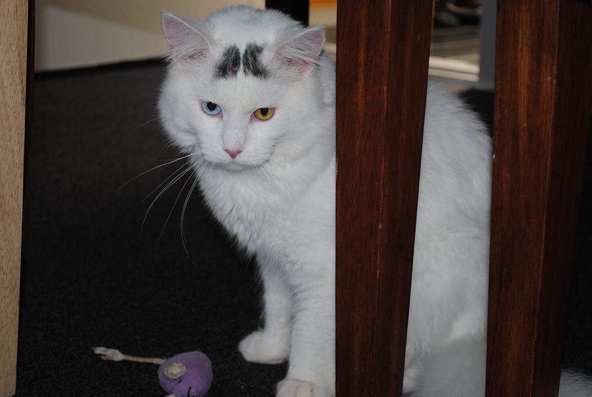 Blanding af racer Cody (Odd Eyed) billede 5