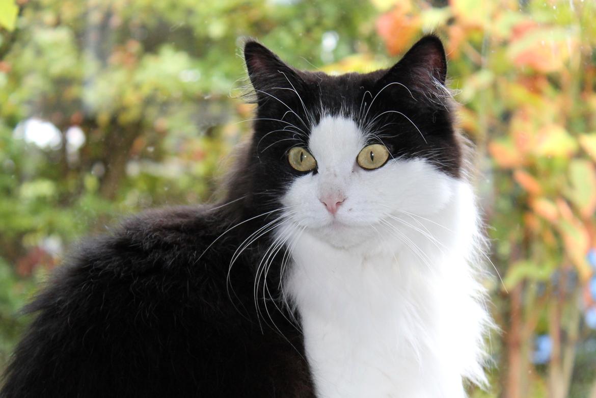 Blanding af racer Frida [Himmelkat] billede 1