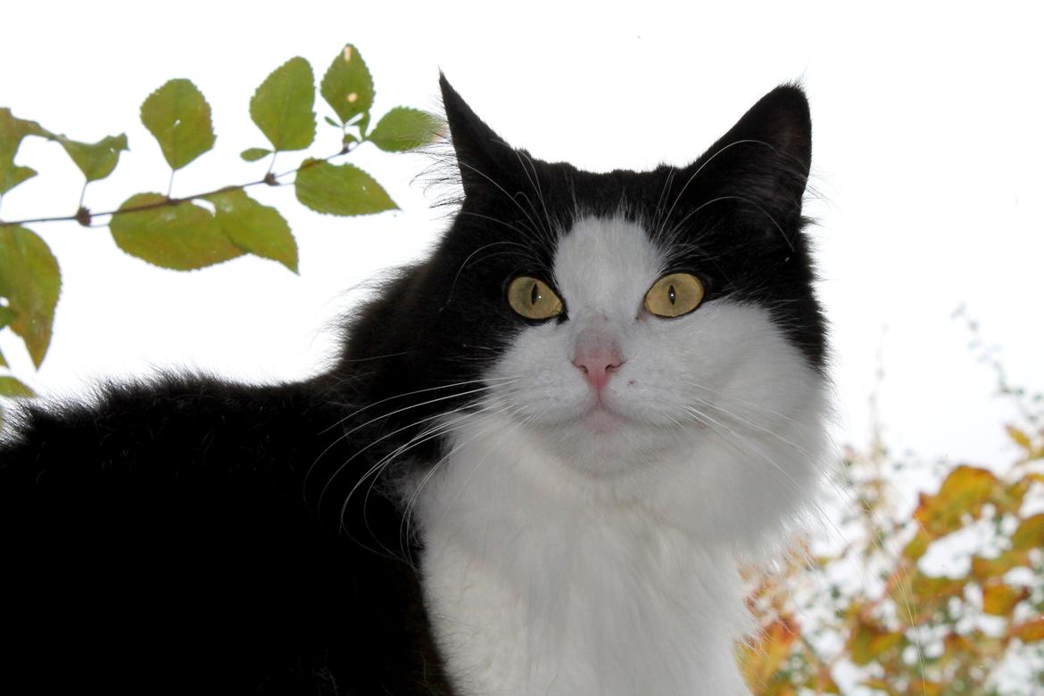 Blanding af racer Frida [Himmelkat] billede 2